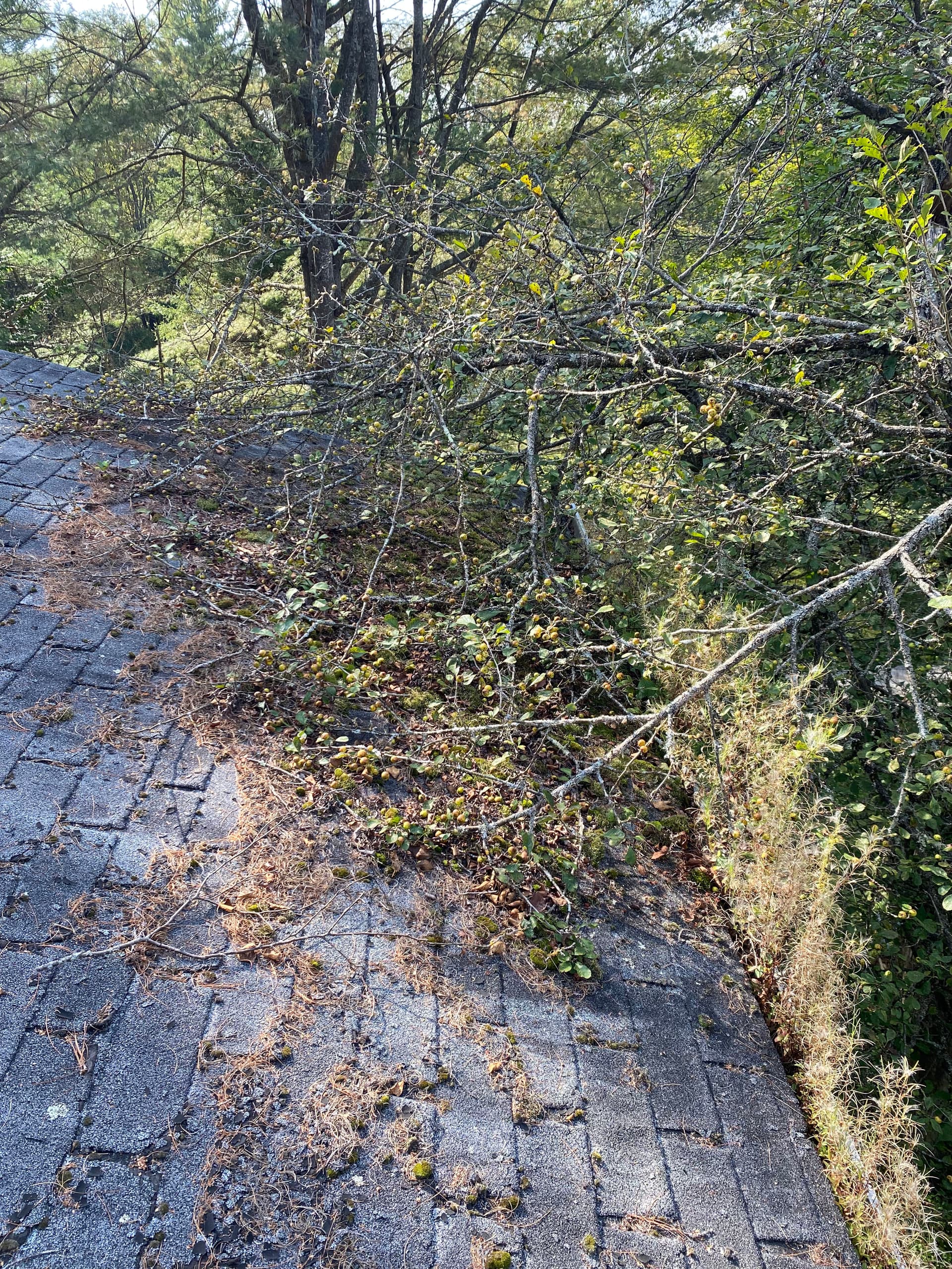 Gallery photos for Roof Rescue with Grime Busters Vermont: Image #2