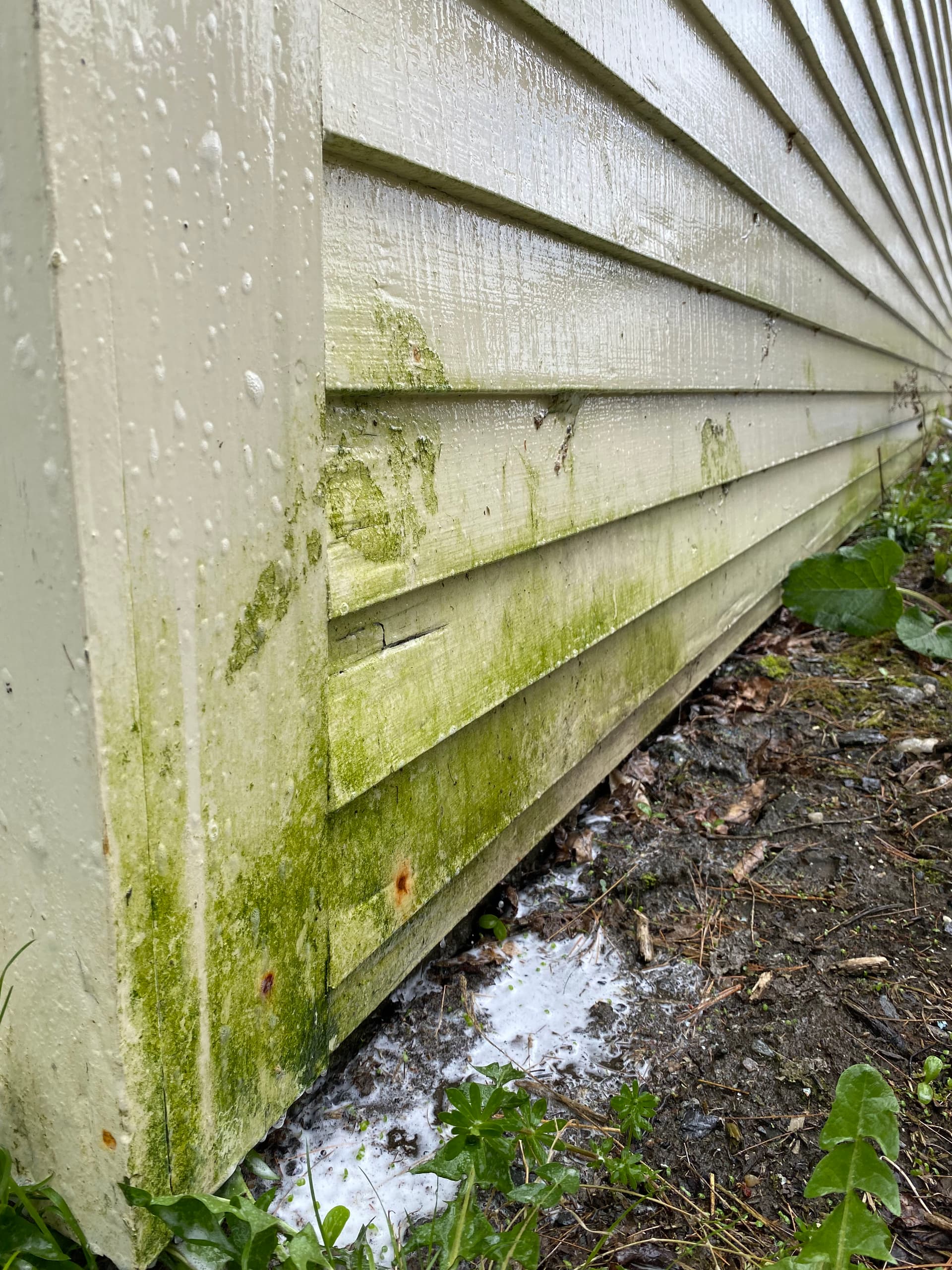 Siding Soft Wash Clears Heavy Green Buildup in Middlesex VT image