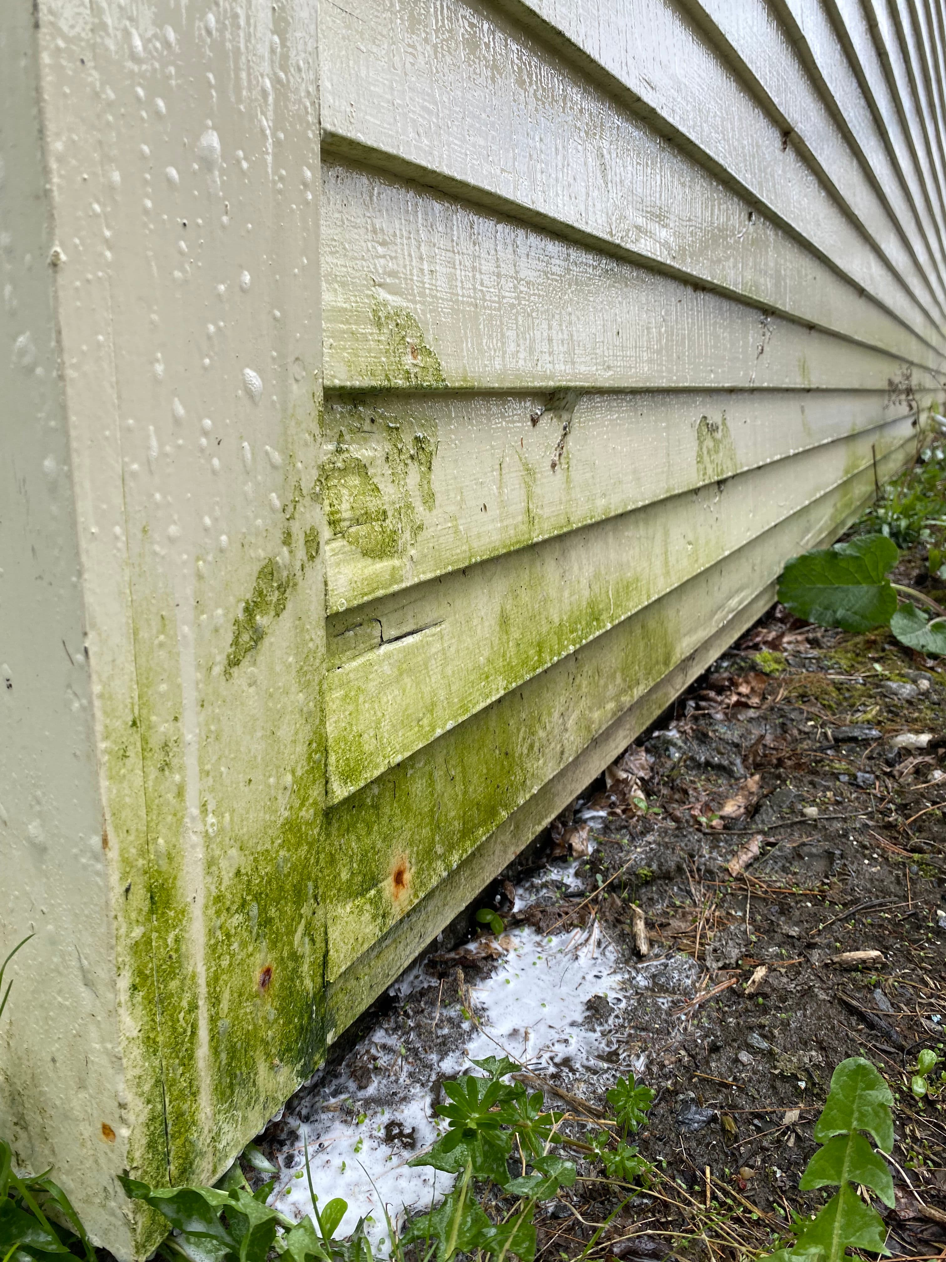 Project Siding Soft Wash Clears Heavy Green Buildup in Middlesex VT image