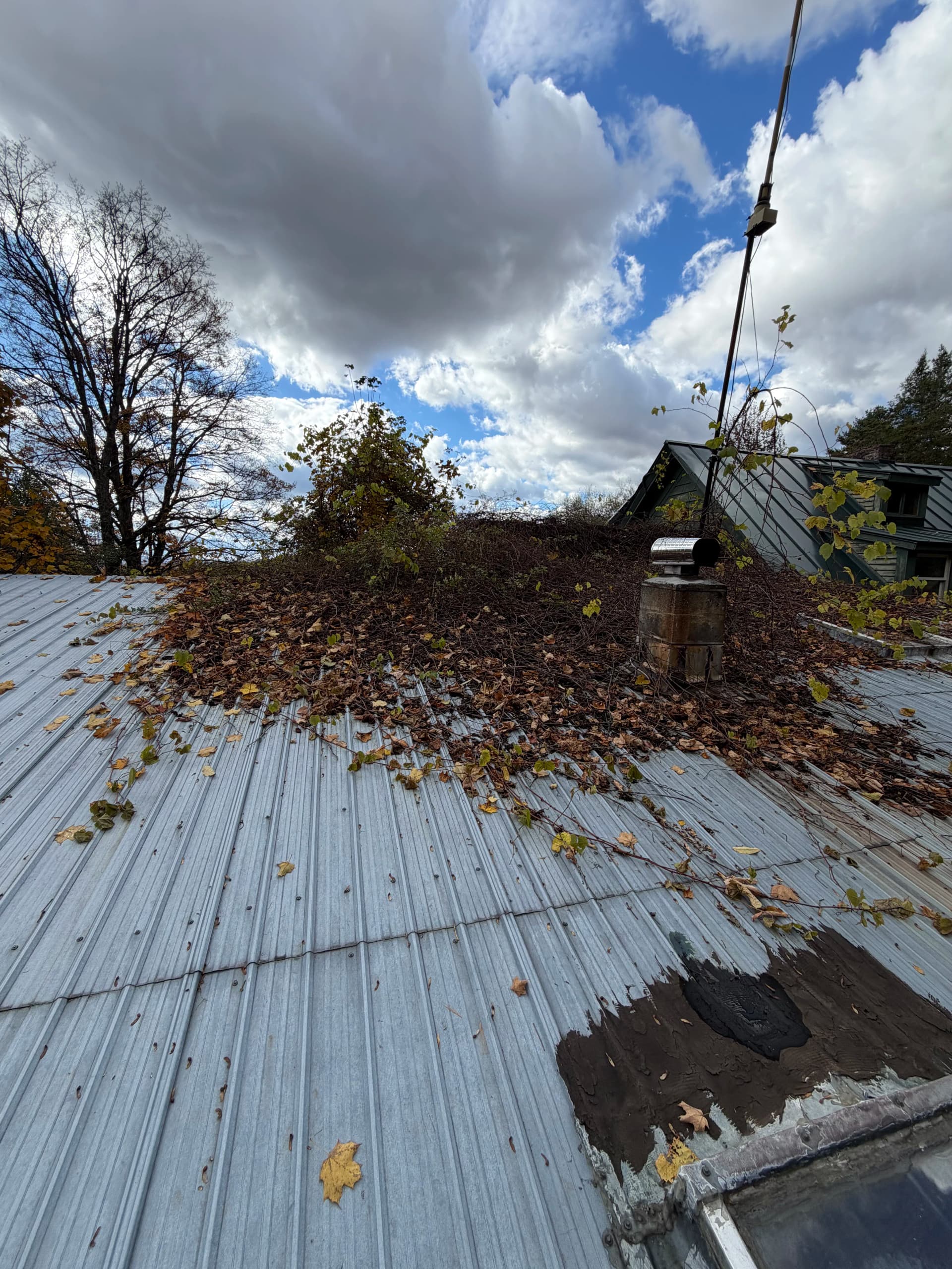 Leaves and Vines Cleared Off a Metal Roof in Calais image