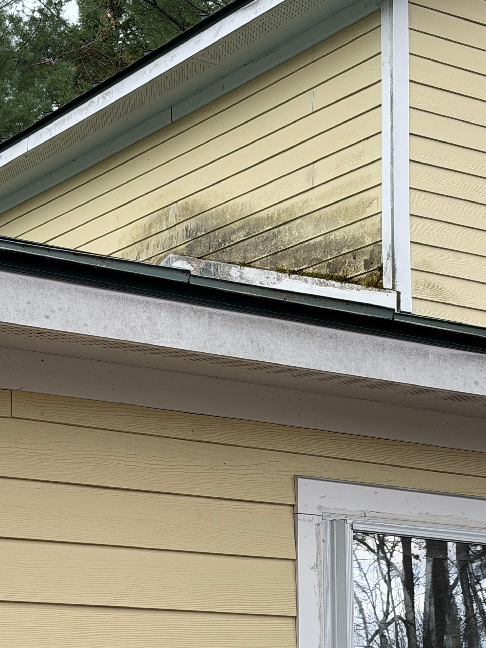 Heavy Organic Growth Removed From Montpelier VT Home image