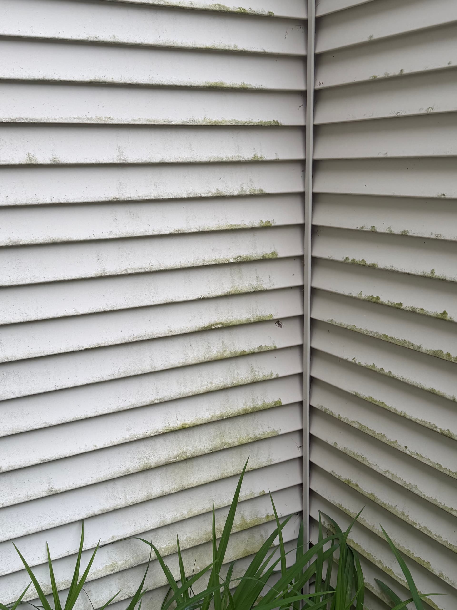 Condo Siding Soft Wash Clears Green Buildup in Colchester image